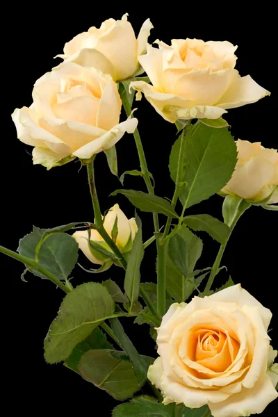 Bouquet of beige roses — Stock Photo, Image