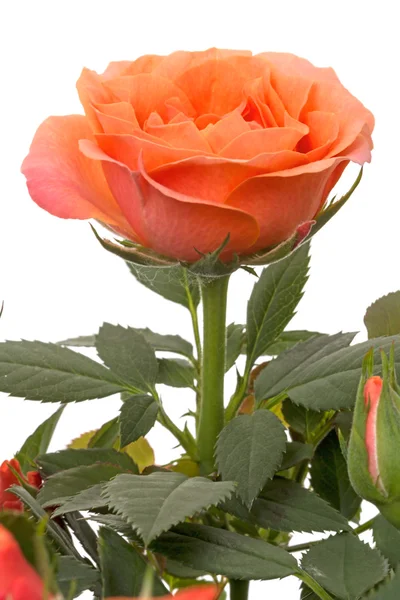 白底橙色玫瑰 — 图库照片