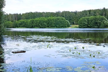 bir yaz gününde Forest lake