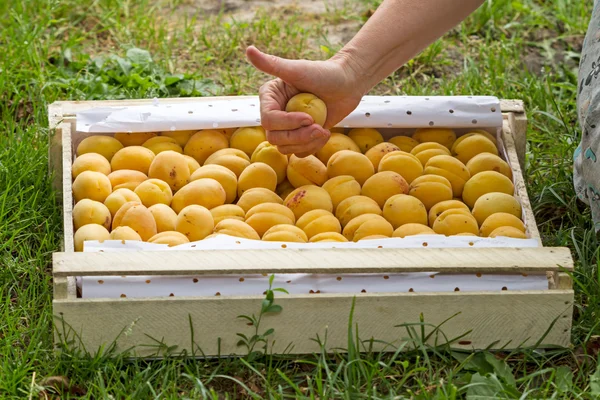 Caja con albaricoques y mano — Foto de Stock