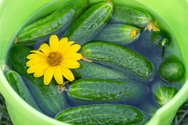 Cetrioli freschi in acqua — Foto Stock