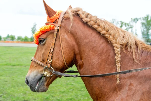 Caballo con crin trenzada — Foto de Stock