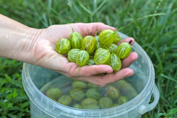 Hand with washed large gooseberries — Stock Photo, Image