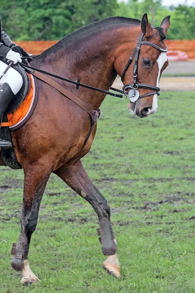 Race hästkastanj kostym — Stockfoto