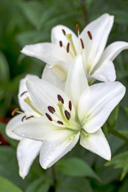 Stamens ve pistil beyaz zambak