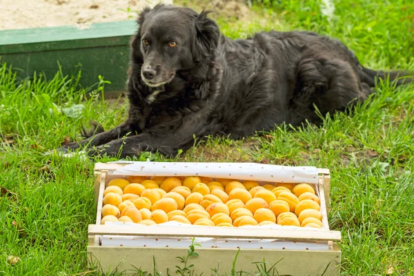 Box with apricots and black dog — Stock Photo, Image
