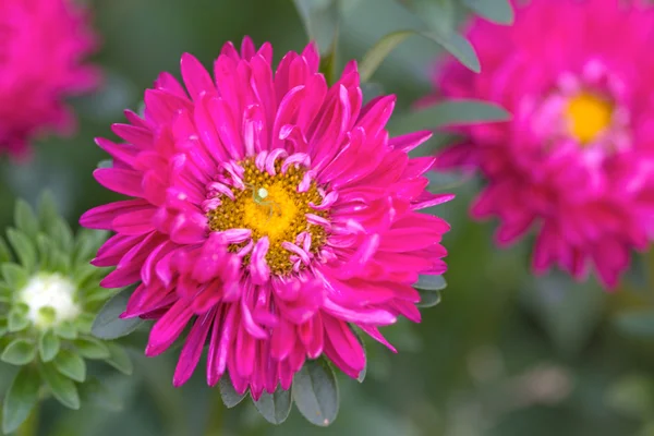 Malý pavouk na růžové aster — Stock fotografie