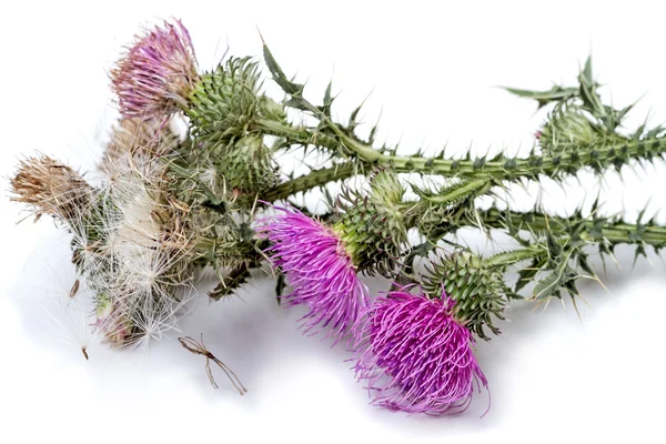 Flores e sementes de plantas de cardo de leite — Fotografia de Stock