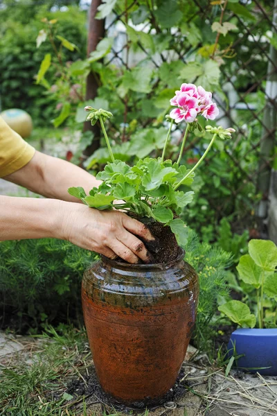 Muskátli, a kezében egy pot ültetés — Stock Fotó