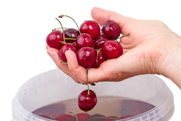 Mano con cerezas maduras lavadas —  Fotos de Stock