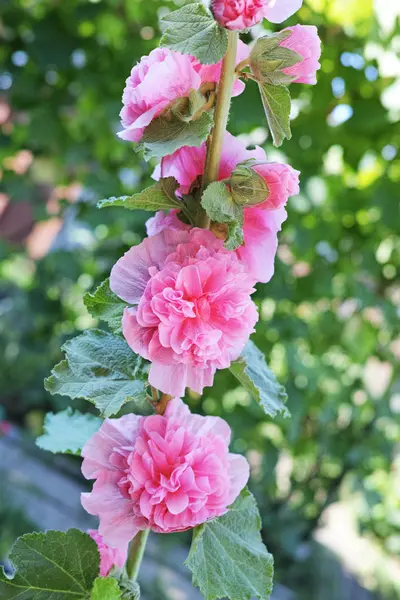 Rosa flores malva —  Fotos de Stock