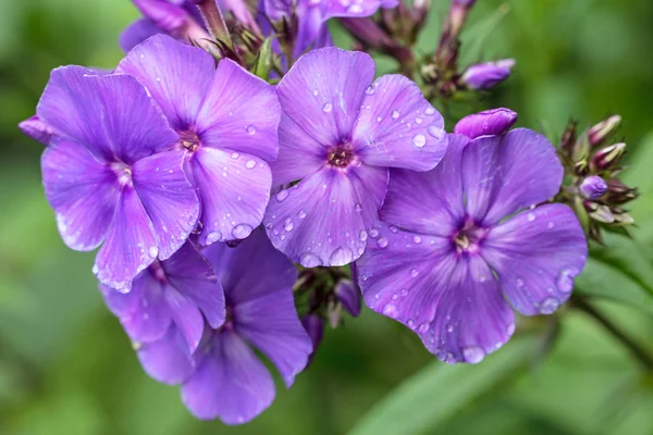 Фиолетовый хлопок после дождя — стоковое фото