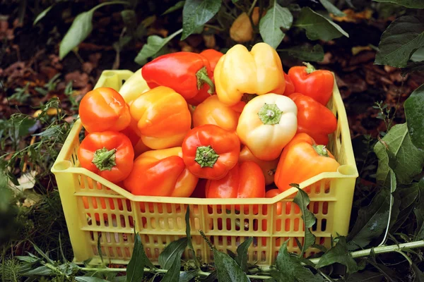 Édes paprika, egy dobozban — Stock Fotó