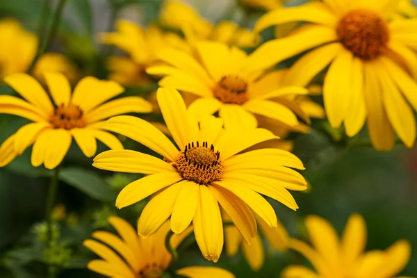 Yellow daisies outdoors — Stock Photo, Image