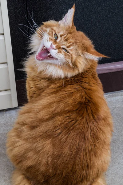Morgó Vörös Macska Maikun Bejárati Ajtónál — Stock Fotó