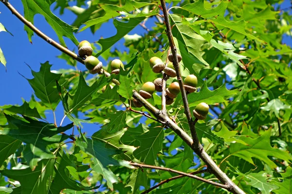 Acorns on a branch of oak — Stock Photo, Image