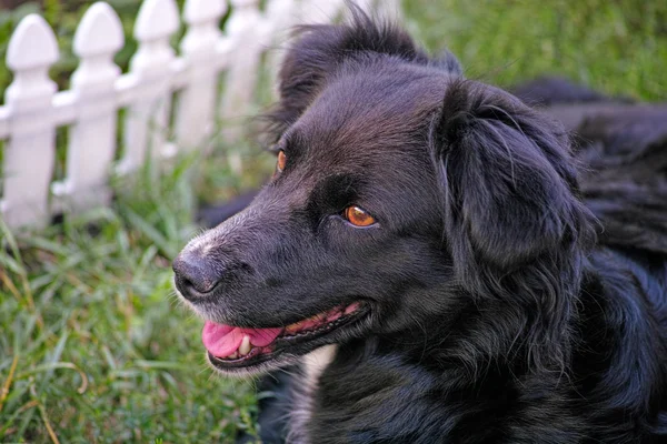 Czarny pies pies — Zdjęcie stockowe