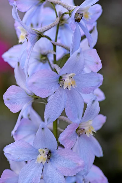 Flores de delfinio azul de cerca — Foto de Stock