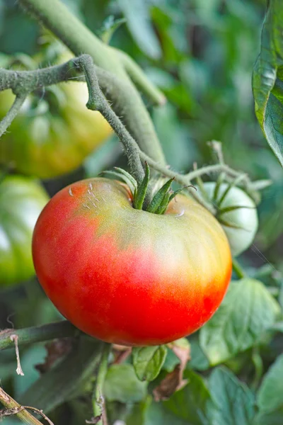 Tomate rojo en una rama —  Fotos de Stock