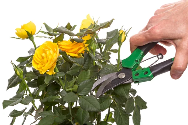 Gelbe Rose und Hand mit Gartenschere — Stockfoto