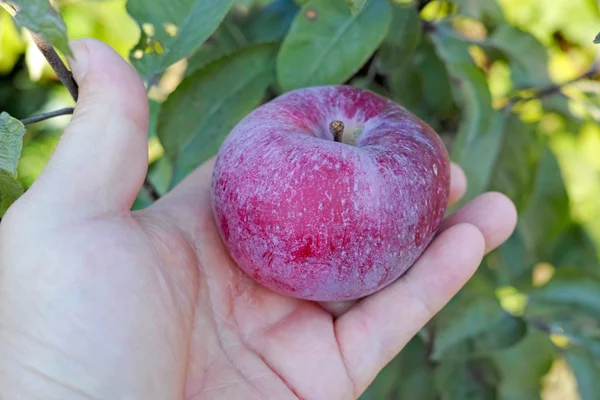 Яблоко на ладони — стоковое фото