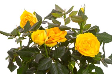 Beyaz parlak sarı gül