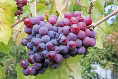 olgunlaşmış üzüm demetleri