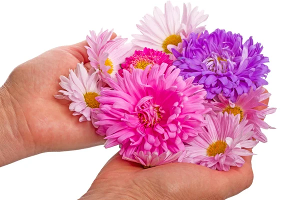 Blumen auf den Handflächen — Stockfoto