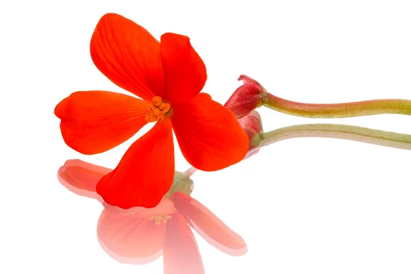 Begonia flor única — Foto de Stock