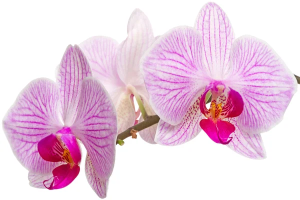 Orchid flowers close-up Royalty Free Stock Photos