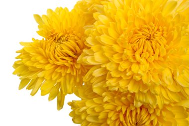 Sarı Kasımpatı yakın çekim