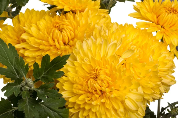 Жовті хризантеми і бутони — стокове фото