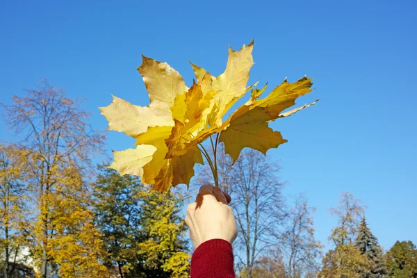 Herfst esdoorn bladeren in de hand — Stockfoto