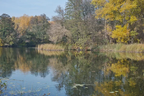 Forest and river — Stock Photo, Image