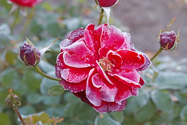 Red rose and the first frost — Stock Photo, Image