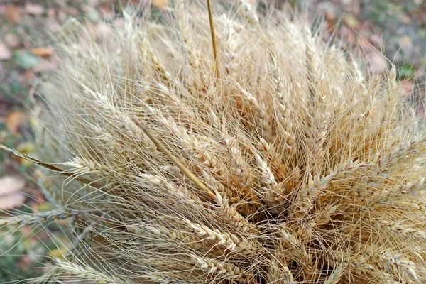 Hoja de trigo encima — Foto de Stock