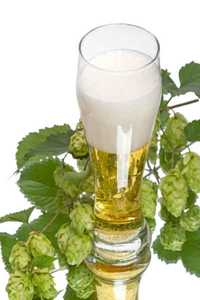 Cerveja e ramo do lúpulo — Fotografia de Stock