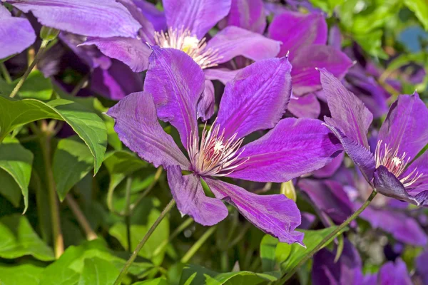 Clematis flowers — Stock Photo, Image