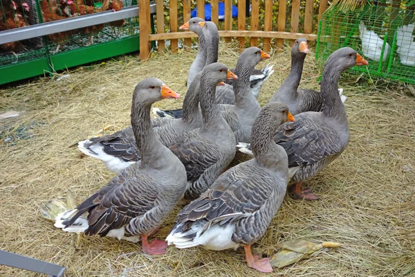 Gansos em um pátio de aves — Fotografia de Stock