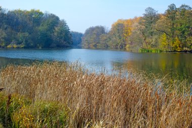 Nehir kıyısında sazlıklar