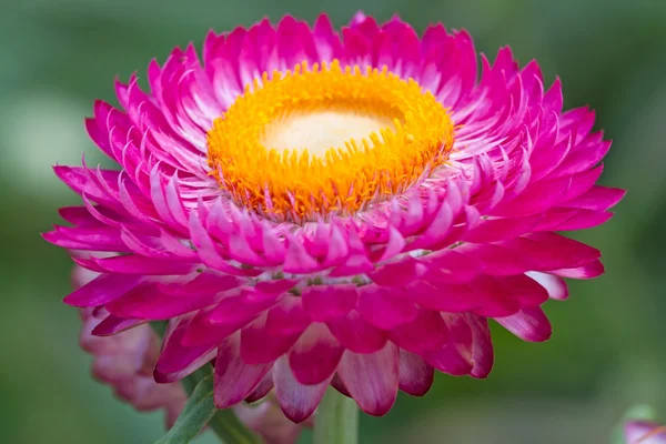 Helichrysum rosa seco —  Fotos de Stock