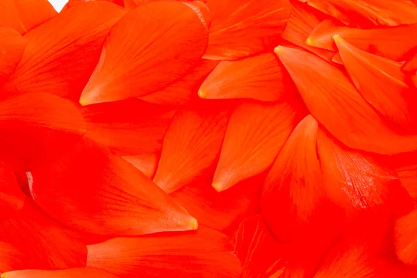 붉은 꽃잎의 배경 — 스톡 사진