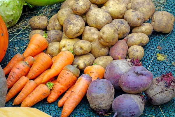 Legumes frescos do jardim — Fotografia de Stock