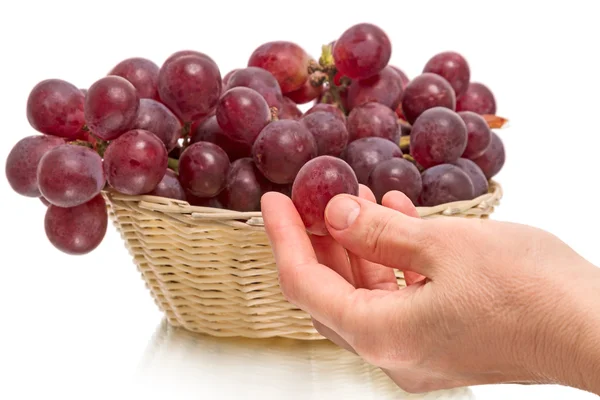 Large red grapes and hand — Stock Photo, Image