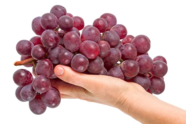 Large red grapes in the palm — Stock Photo, Image