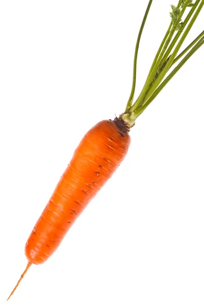 Cenouras vegetais close-up — Fotografia de Stock