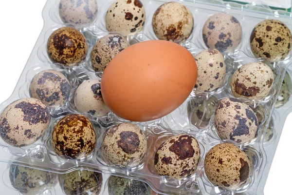 Quail and chicken eggs — Stock Photo, Image