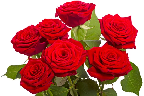 Seven red roses on white — Stock Photo, Image