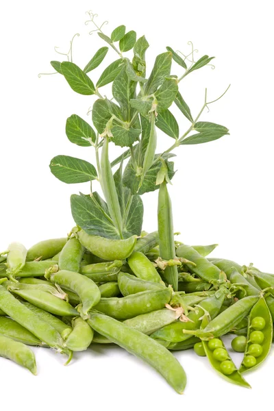 Plant peas on white — Stock Photo, Image