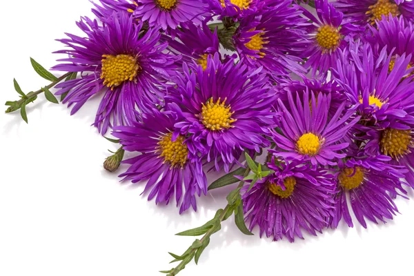 Lila Chrysanthemen auf weiß — Stockfoto